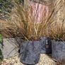 Tall grasses Image 4