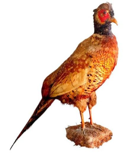 Vintage Taxidermy Pheasant Mount