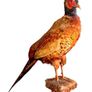 Vintage Taxidermy Pheasant Mount Image 4