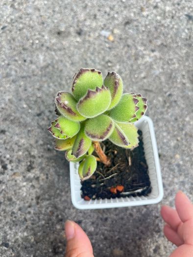 plant