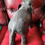 fabulous large leather elephant Image 4
