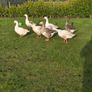 Goose eggs Image 2