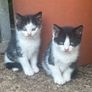 kittens for adoption Image 6