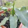 Plant Image 2
