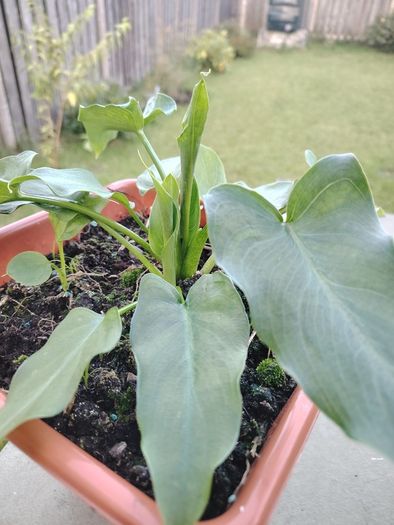 Plant