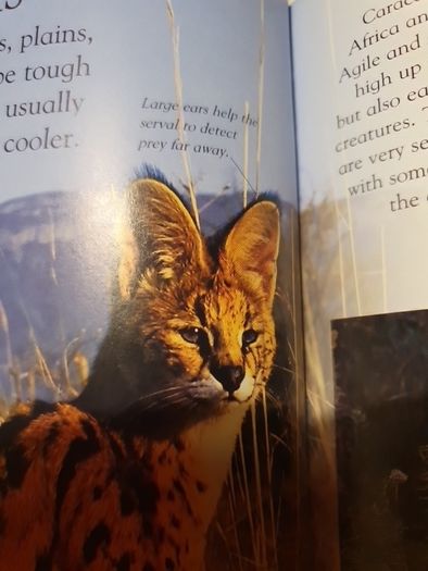 Big Cats Eyewonder Enter A World Of Discovery
