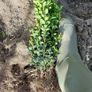 Box Hedging Image 4