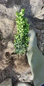 Box Hedging