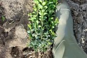 Box Hedging