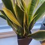 sansevieria Laurentii planter Image 4