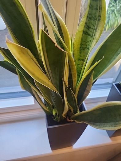 sansevieria Laurentii planter
