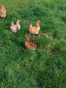 3 Serama cross pekin hens