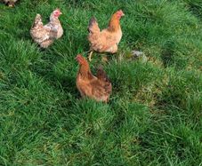 3 Serama cross pekin hens