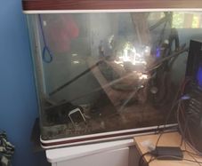 Fish Tank and accessories