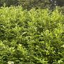 I don't have the equipment or the height?! To deal with the laurel trees, they seem to be expensive in the shops, if someone/people could cut my lawn, you can take whatever you want for the laurels. Image 2