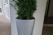 Chamaedorea Elegans planter