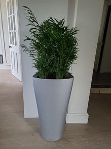 Chamaedorea Elegans planter