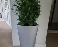 Chamaedorea Elegans planter