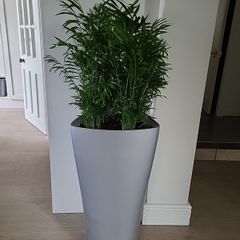 Chamaedorea Elegans planter