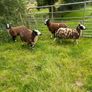 Ewe lamb organic Image 8