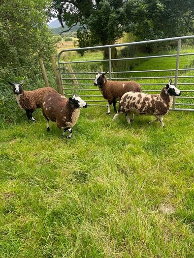 Ewe lamb organic