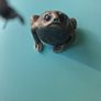 Ornamental Frogs Image 2