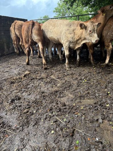 Cattle