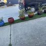 flower pots Image 2