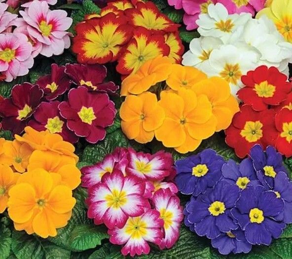 (P) Primula Colossea seeds 0.1g (432080)