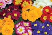 (P) Primula Colossea seeds 0.1g (432080)