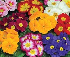 (P) Primula Colossea seeds 0.1g (432080)