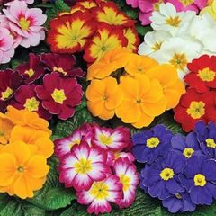(P) Primula Colossea seeds 0.1g (432080)