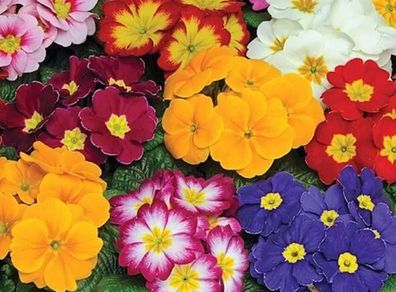 (P) Primula Colossea seeds 0.1g (432080)
