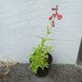 plants Image 3