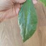 Hoya Undulata Image 2
