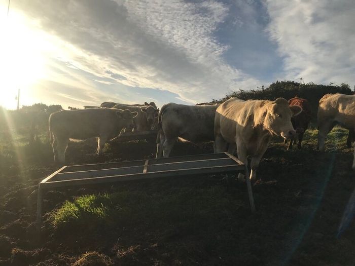 Cattle
