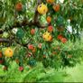 5 x Fly trap sticky fruit balls Image 3