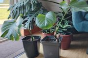Monstera deliciosa