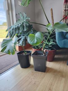 Monstera deliciosa