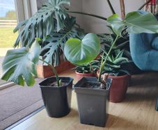 Monstera deliciosa