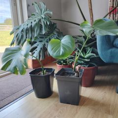 Monstera deliciosa