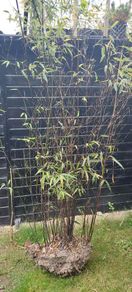Black stemmed bamboo