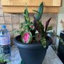 plant Image 4