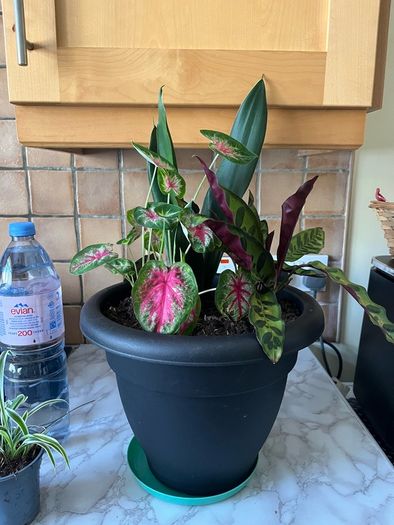 plant