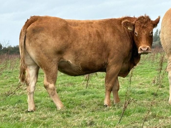 5 smashing incalf heifers