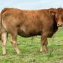 5 smashing incalf heifers Image 6