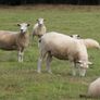 Tefrom Rams for Sale, New Zealand Maternal Sheep Image 3