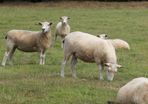 Tefrom Rams for Sale, New Zealand Maternal Sheep