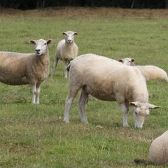Tefrom Rams for Sale, New Zealand Maternal Sheep