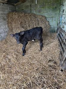 Aberdeen Angus Bull Calf